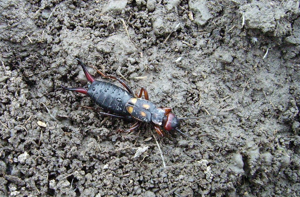Anechura bipunctata © Bernard Nicollet - Parc national des Ecrins