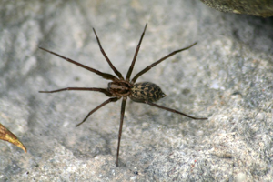 Tegenaria © Raphaël Classen - Parc national des Ecrins