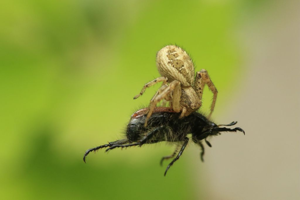 Xysticus © Marc Corail - Parc national des Ecrins