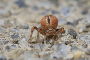 Philodromus © Marc Corail - Parc national des Ecrins