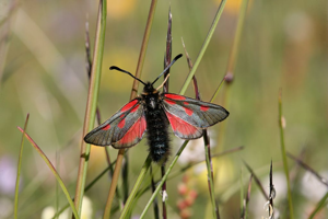 Zygène des sommets (La), Zygène des alpages (La) © Bernard Nicollet - Parc national des Ecrins