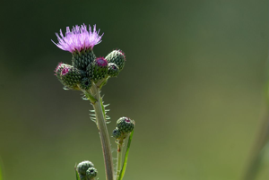 Cirse de Montpellier © Mireille Coulon - Parc national des Ecrins