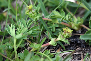 Alchémille à cinq folioles © Cédric Dentant - Parc national des Ecrins