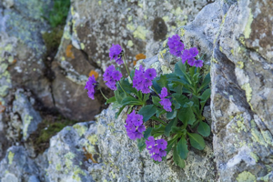 Primevère à feuilles larges, Primevère à larges feuilles © Mireille Coulon - Parc national des Ecrins