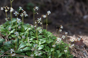 Saxifrage à feuilles en coin © Thierry Maillet - Parc national des Ecrins