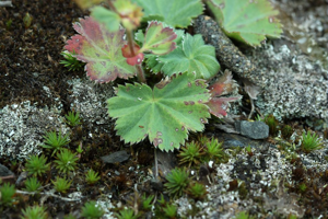 Alchémille en éventail, Alchémille flabellée © Cédric Dentant - Parc national des Ecrins
