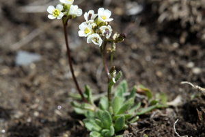 Drave de Fladniz © Cédric Dentant - Parc national des Ecrins