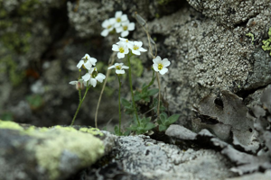 Drave douteuse © Cédric Dentant - Parc national des Ecrins