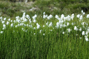 Linaigrette de Scheuchzer © Cédric Dentant - Parc national des Ecrins