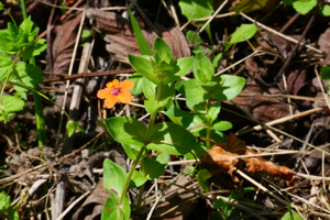 Mouron rouge, Fausse Morgeline © Marie-Geneviève Nicolas - Parc national des Ecrins