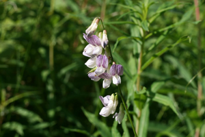 Vesce des bois © Marie-Geneviève Nicolas - Parc national des Ecrins