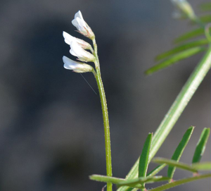 Vesce hérissée, Ers velu © Bernard Nicollet - Parc national des Ecrins