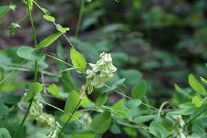 Vesce à forme de pois, Vesce faux-pois © Marie-Geneviève Nicolas - Parc national des Ecrins