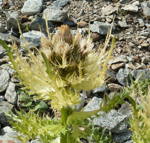 Cirse épineux © Blandine Delenatte - Parc national des Ecrins