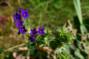 Buglosse officinale © Marie-Geneviève Nicolas - Parc national des Ecrins