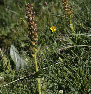 Orchis vert, Orchis grenouille, Satyrion vert © Cyril Coursier - Parc national des Ecrins