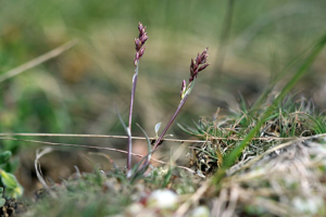 Pâturin très mignon © Cédric Dentant - Parc national des Ecrins