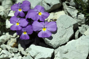 Violette du Mont Cenis © Cédric Dentant - Parc national des Ecrins