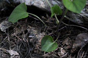 Viola laricicola Marcussen, 2003 © Mireille Coulon - Parc national des Ecrins