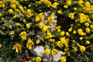 Androsace vitaliana, Androsace de Vital © Marie-Geneviève Nicolas - Parc national des Ecrins