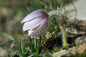 Anémone printanière © Cédric Dentant - Parc national des Ecrins