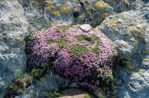 Silène fausse Mousse © Bernard Nicollet - Parc national des Ecrins