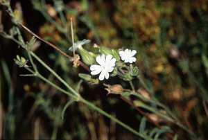 Compagnon blanc, Silène à feuilles larges © Marc Corail - Parc national des Ecrins