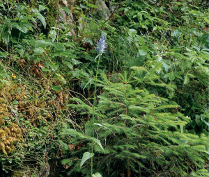Raiponce en épi © Bernard Nicollet - Parc national des Ecrins