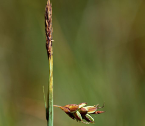 Laîche des tourbières, Laîche des vases, Laîche des bourbiers © Cédric Dentant - Parc national des Ecrins