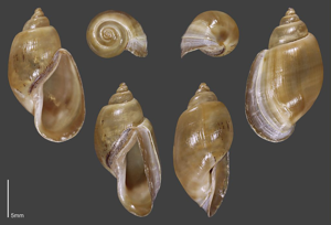Limnée radis - Collection malacologique du Parc national des Ecrins © Claude et Amandine Evanno - Parc national des Ecrins
