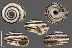 Hélicette du thym - Collection malacologique du Parc national des Ecrins © Claude et Amandine Evanno - Parc national des Ecrins