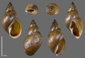 Limnée des étangs - Collection malacologique du Parc national des Ecrins © Claude et Amandine Evanno - Parc national des Ecrins