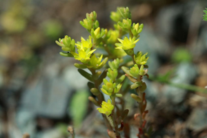 Orpin annuel © Cédric Dentant - Parc national des Ecrins
