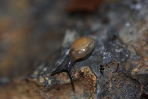 Cristalline méridionale © Damien Combrisson - Parc national des Ecrins