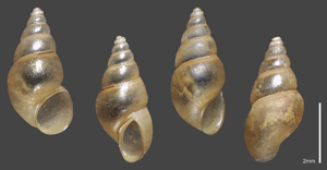Hydrobie des antipodes - Collection malacologique du Parc national des Ecrins © Claude et Amandine Evanno - Parc national des Ecrins