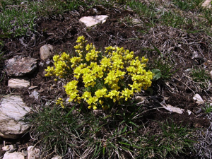 Drave Faux Aïzoon © Bernard Nicollet - Parc national des Ecrins