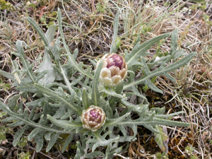 Pomme-de-pin © Parc national des Ecrins
