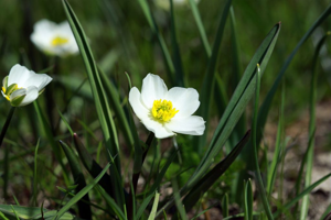 Renoncule des Pyrénées, Renoncule de Küpfer © Cédric Dentant - Parc national des Ecrins