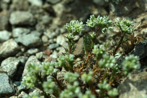 Scléranthe vivace © Cédric Dentant - Parc national des Ecrins