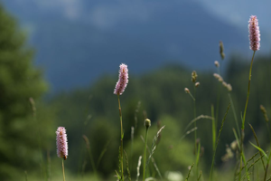 Langue de Bœuf © Thierry Maillet - Parc national des Ecrins