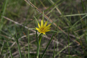 Grand salsifis, Salsifis douteux © Marie-Geneviève Nicolas - Parc national des Ecrins
