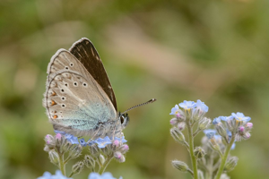 Argus de la sanguinaire (L') © Mireille Coulon - Parc national des Ecrins