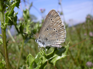 Azuré de la Sanguisorbe (L'), Argus strié (L'), Télégone (L') © Gil Deluermoz - Parc national des Ecrins