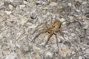 Lycose tarentuline © Marc Corail - Parc National des Ecrins