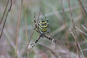 Epeire frelon © Blandine Delenatte - Parc national des Ecrins