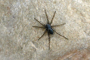 Pardosa wagleri © Marc Corail - Parc National des Ecrins