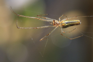 Tetragnathes © Marc Corail - Parc National des Ecrins