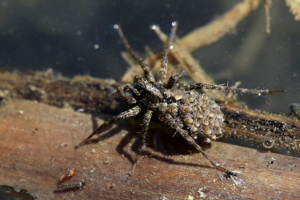 Pardosa amentata - femelle avec ses petits sur le dos © Marc Corail - Parc National des Ecrins