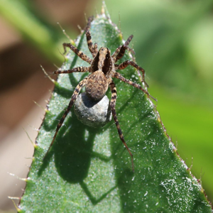Pardosa lugubris © Marc Corail - Parc National des Ecrins