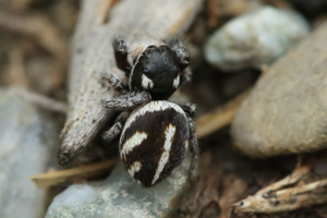 Pellenes arciger © Marc Corail - Parc National des Ecrins